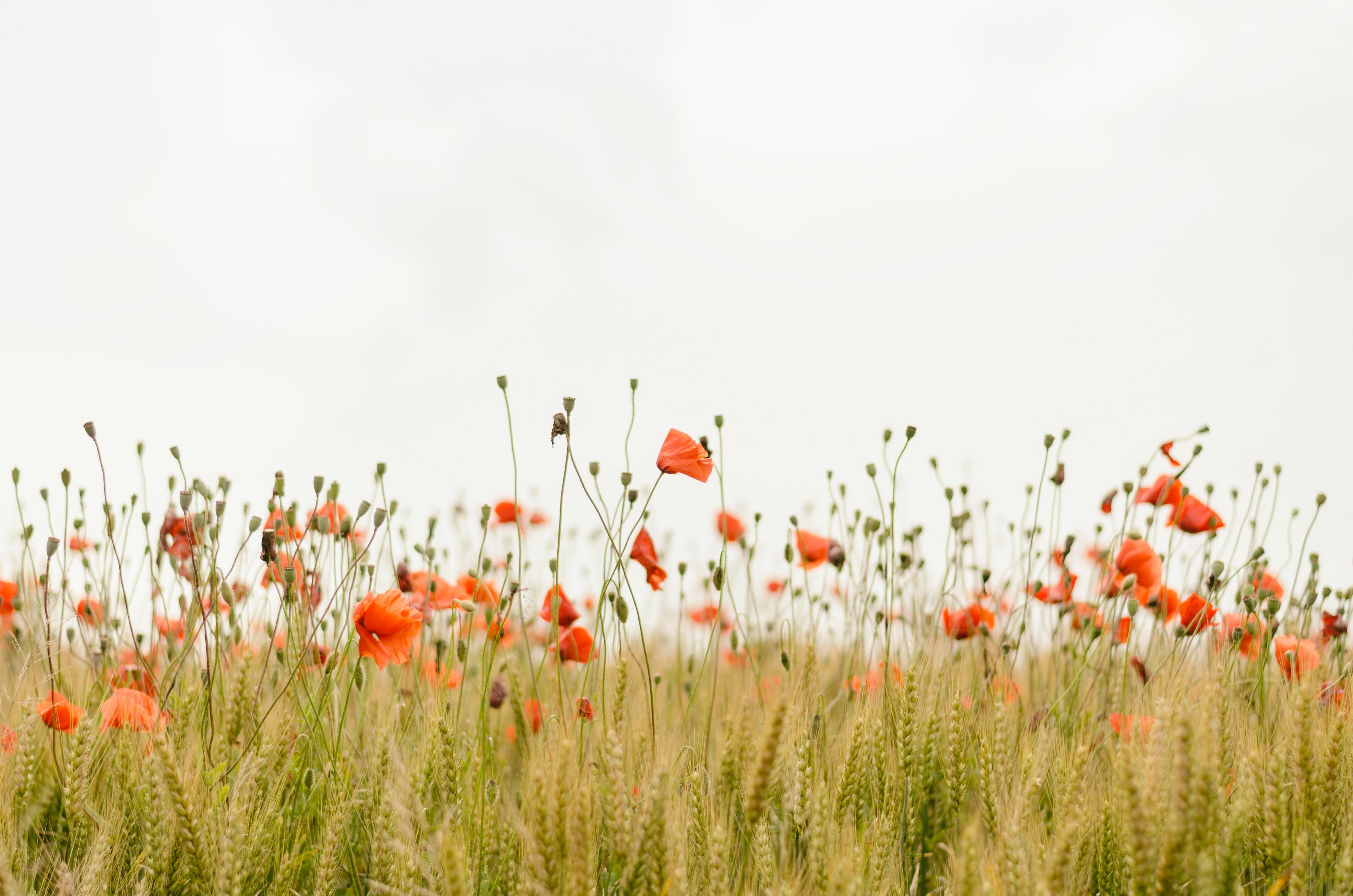 fleurs