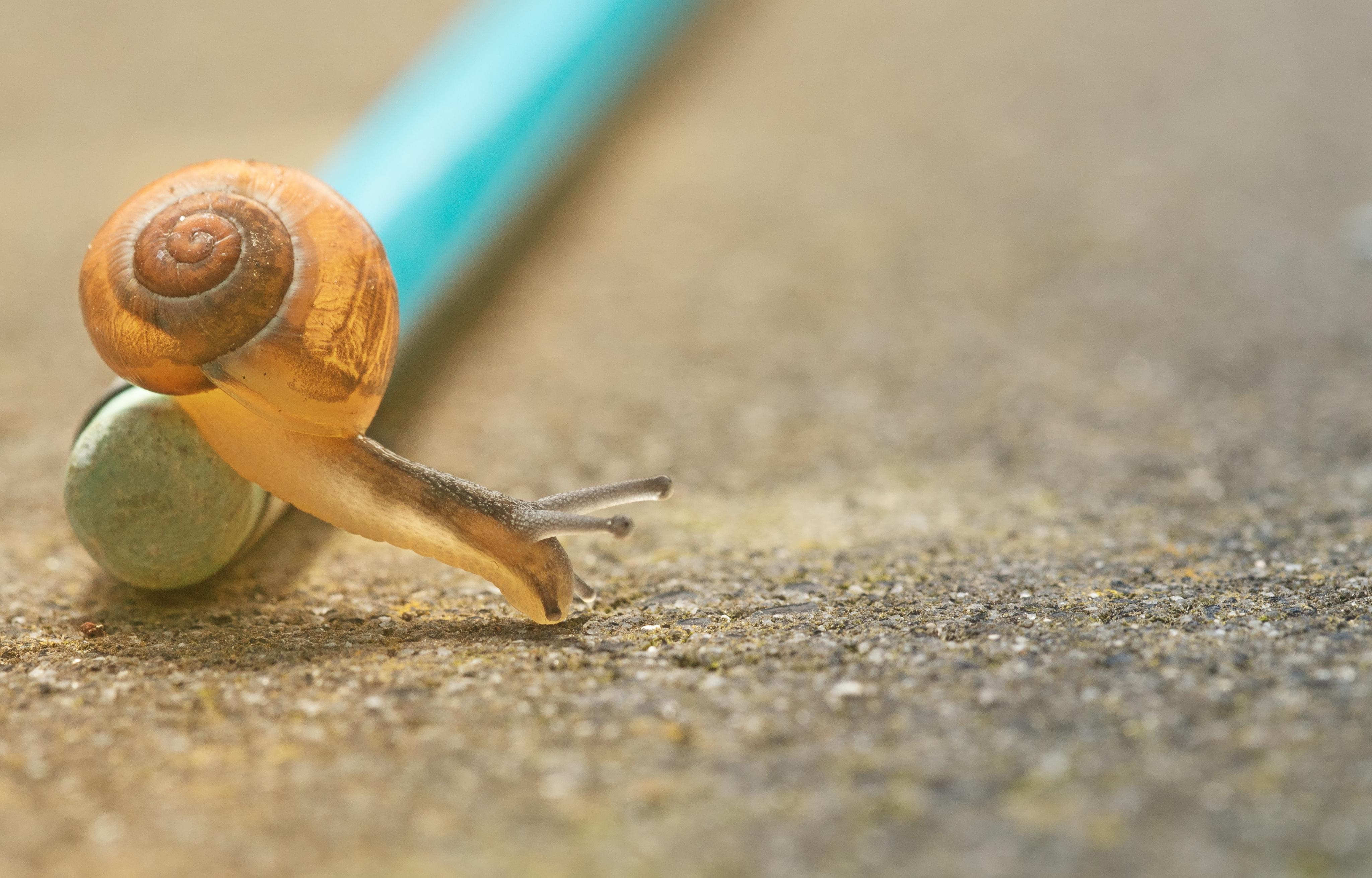 Escargot
