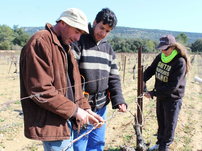 3Apprentissage-JPG_0.jpg Vigne de cocagne