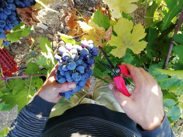 4-mains-jpg_0.jpg Vigne de cocagne