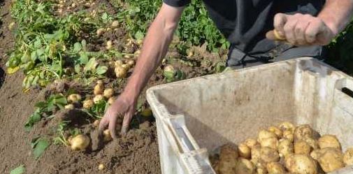 récolte pommes de terre