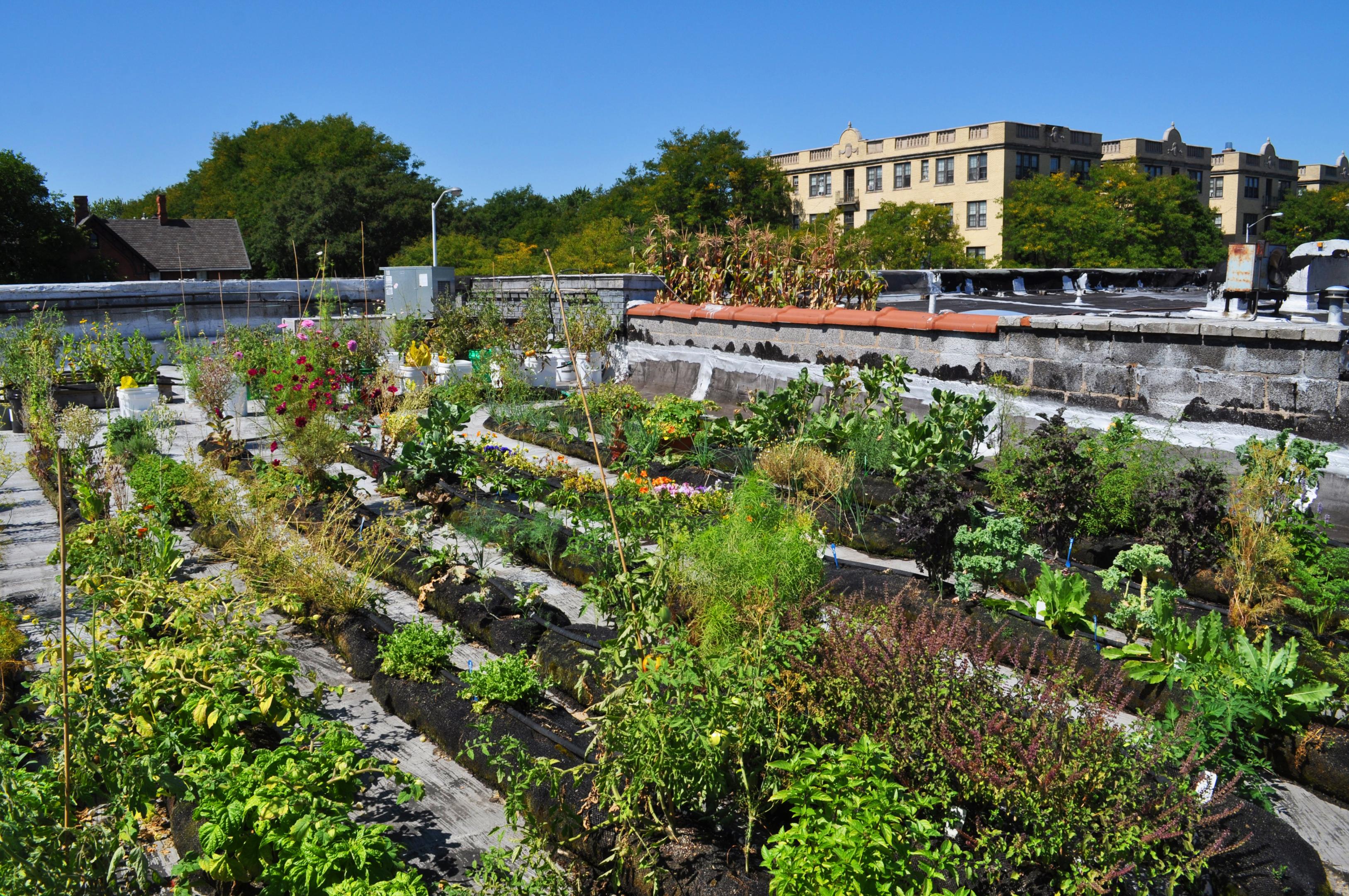 jardin potager