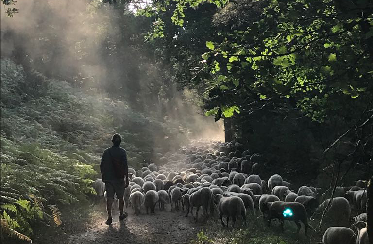 Homme avec troupeau de moutons