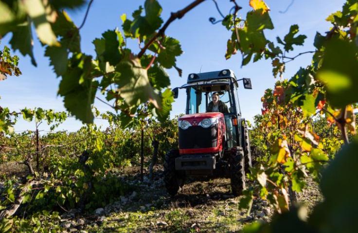 Vignes de cocagne