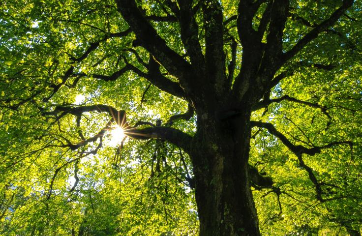 Arbre vert