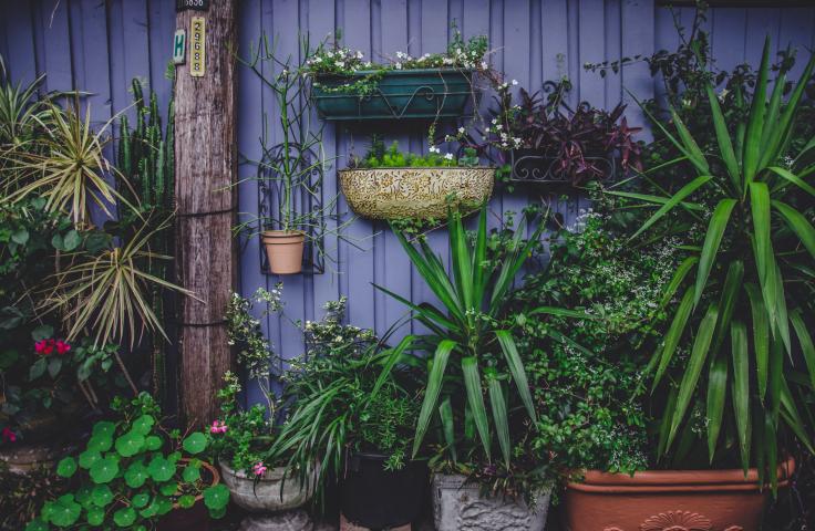 Plantes suspendues à un mur