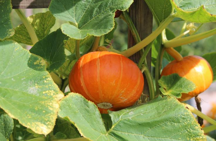 Courges