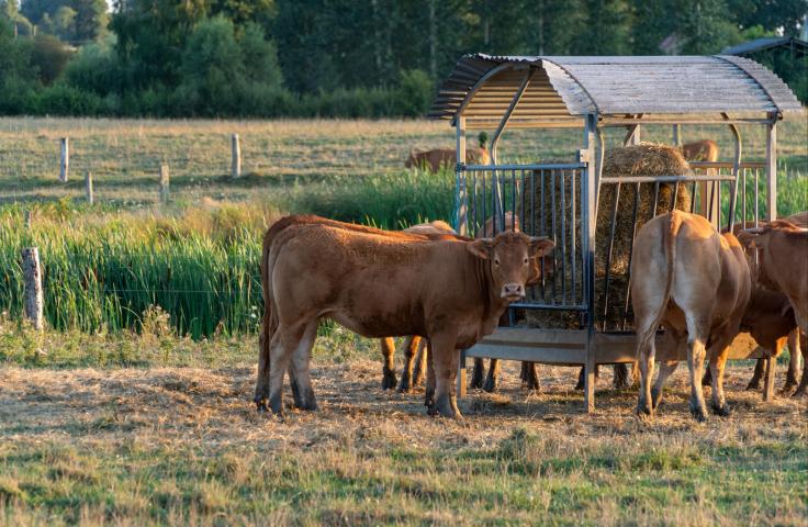 Vaches dans un champs