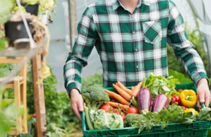 Personne tenant une cagette de légumes