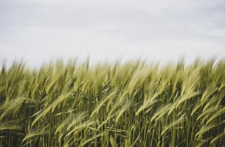 Photo d'un champ de blé
