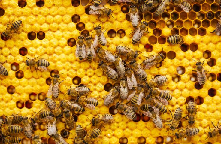 Mutualiser pour co-construire la transition écologique juste