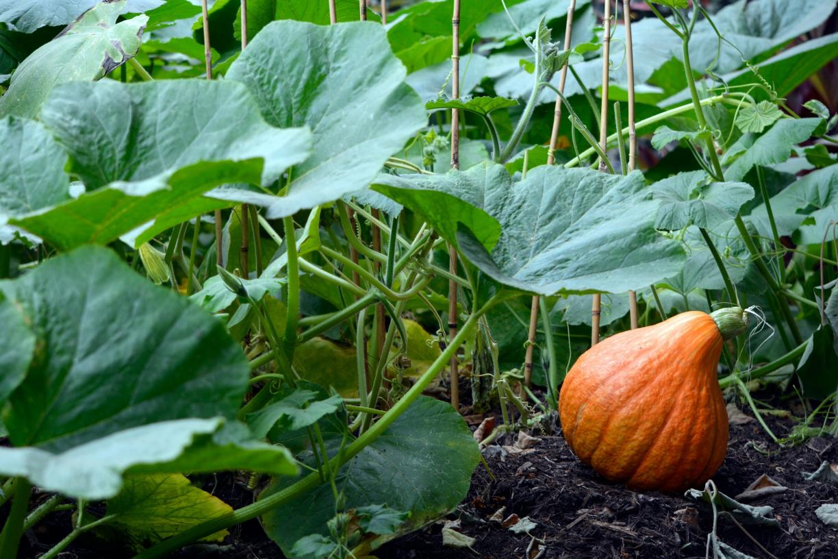 Festival alimentaire Cocagne potiron dans un champ