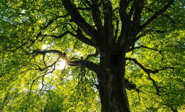 Arbre vert