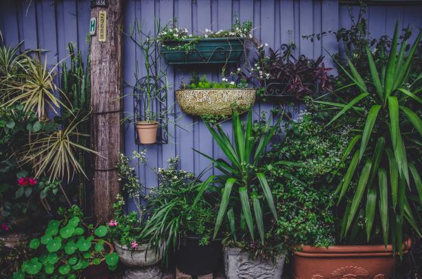 Plantes suspendues à un mur