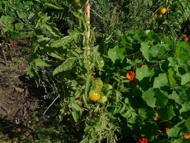 Rencontre Agir contre la précarité alimentaire en favorisant l’accès de tou·te·s à une alimentation de qualité Rencontre Agir contre la précarité alimentaire en favorisant l’accès de tou·te·s à une alimentation de qualité