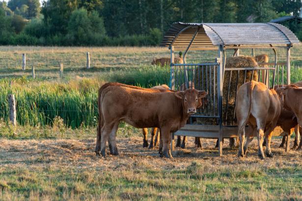 Vaches dans un champs