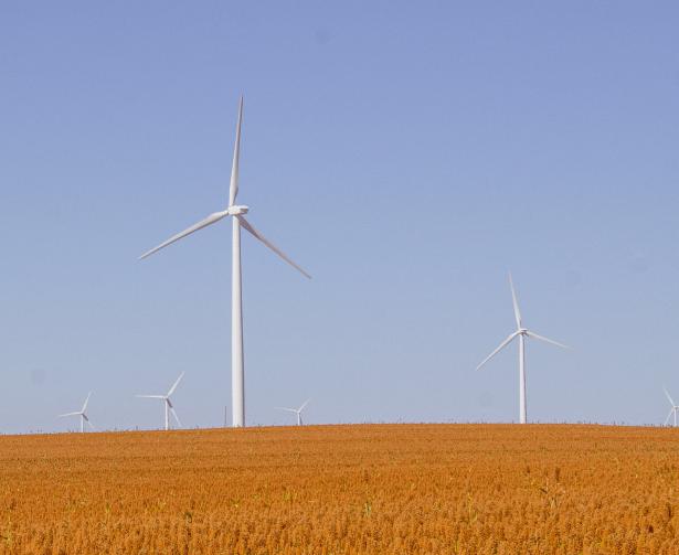 éoliennes dans un champs